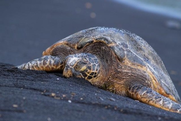 a close up of a turtle