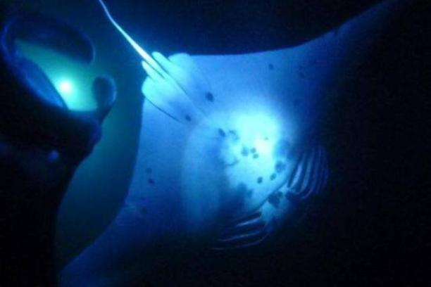 Manta Ray at Night in Kona