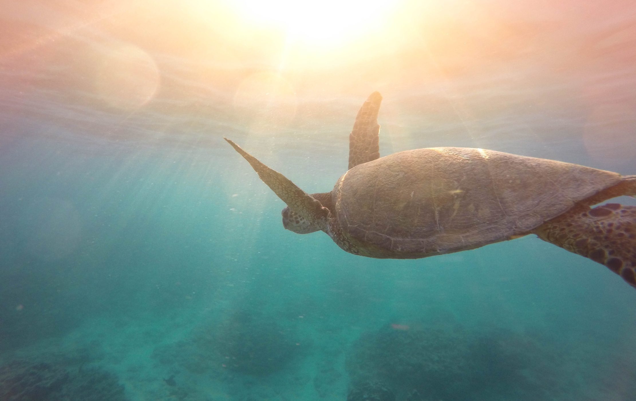 Kona Concierge - Rain Water Tank S Upplier in Kailua Kona