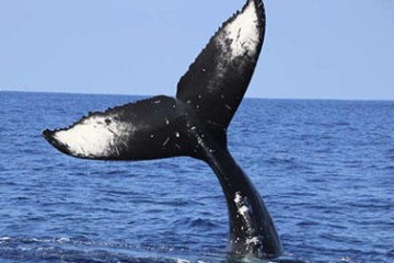 a whale jumping out of the water