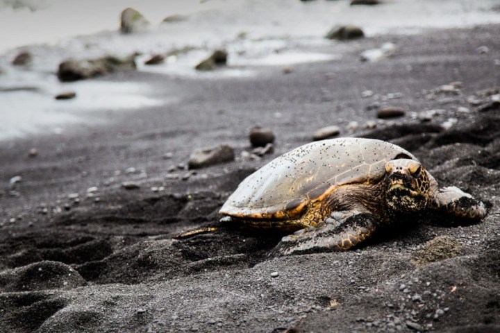 a turtle lying in the sand