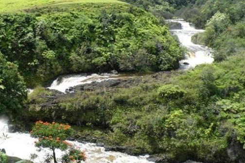 a rocky river with trees on the side of a mountain